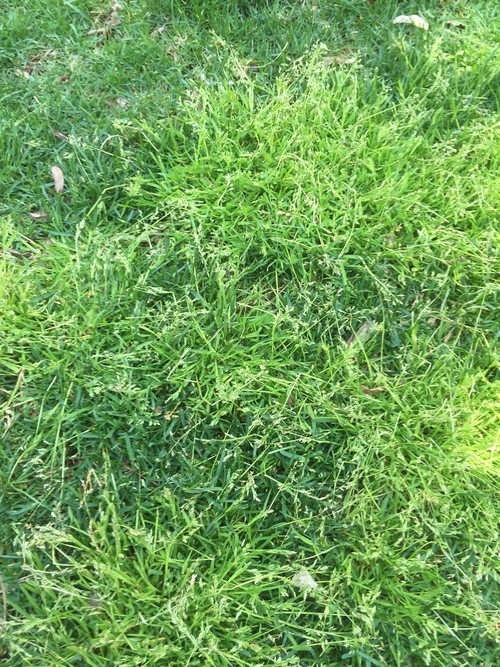 Annual bluegrass - light colored weed grass in lawns